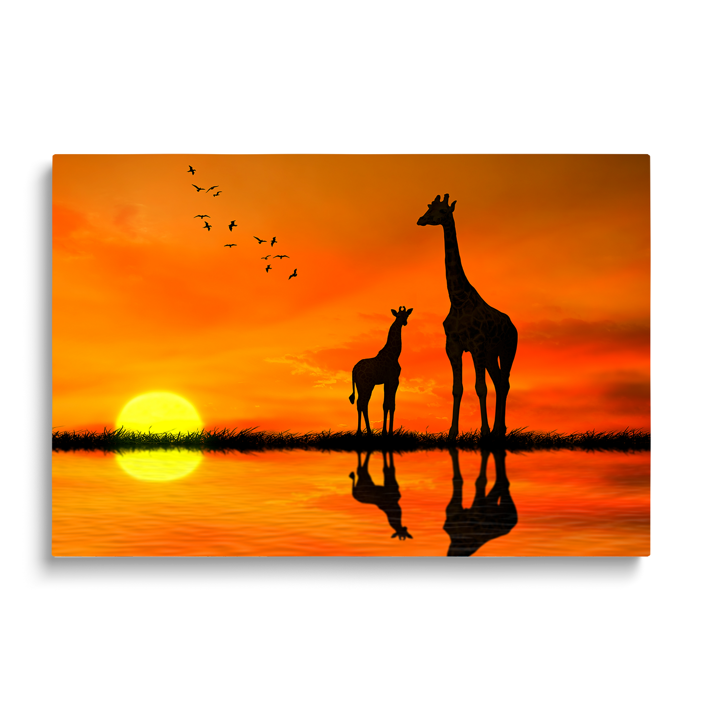 GIRAFFES
