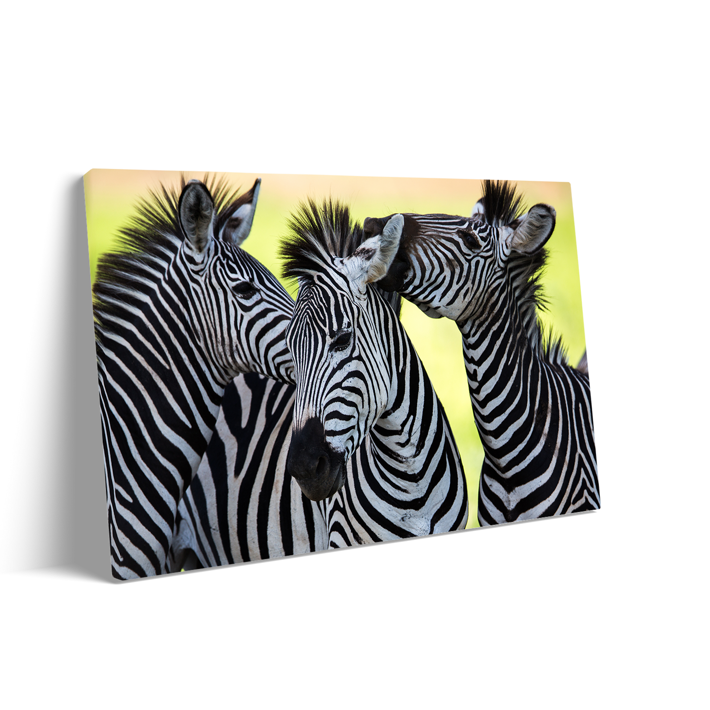 ZEBRAS