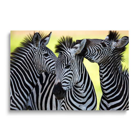 ZEBRAS