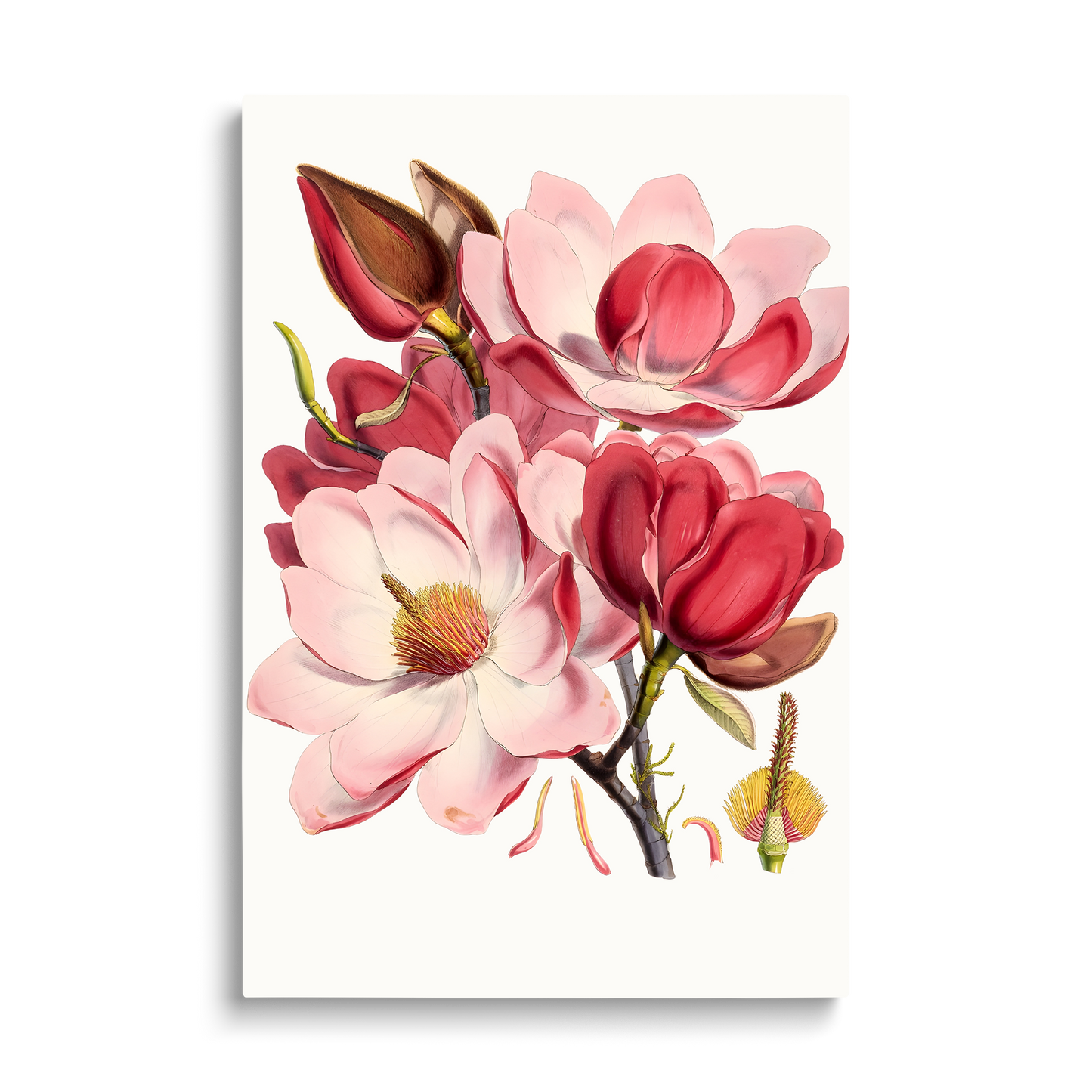 PINK FLOWERS