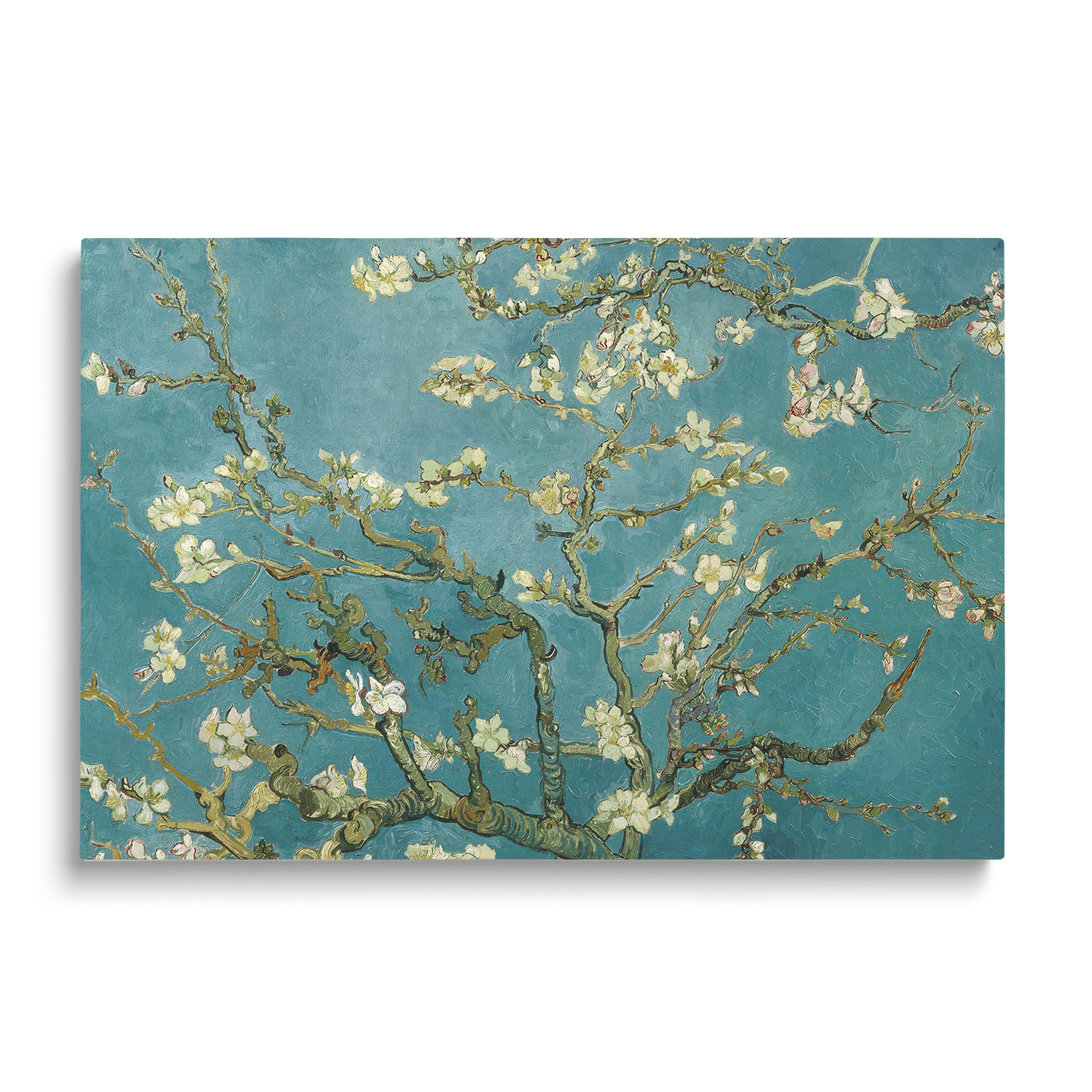 ALMOND BLOSSOM