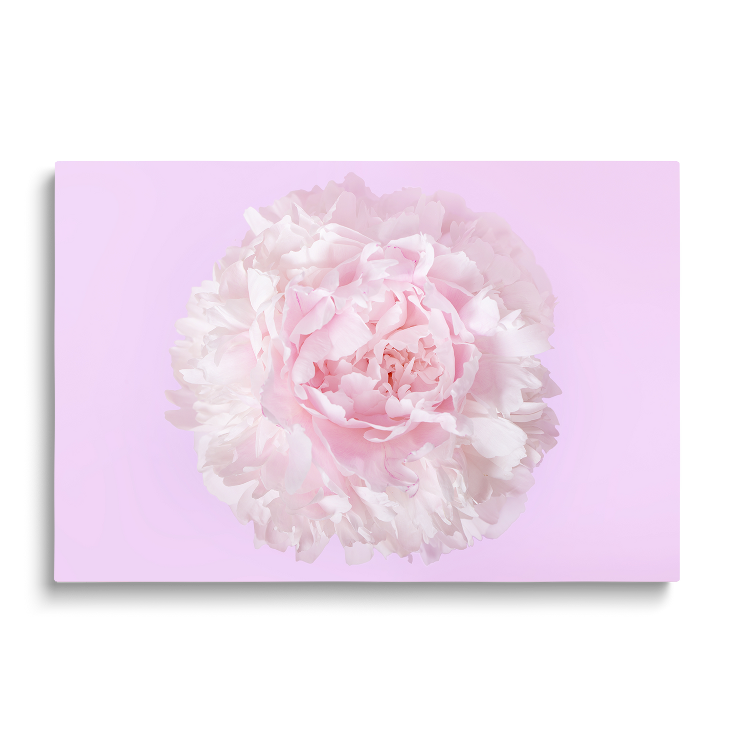 THE FLOWER