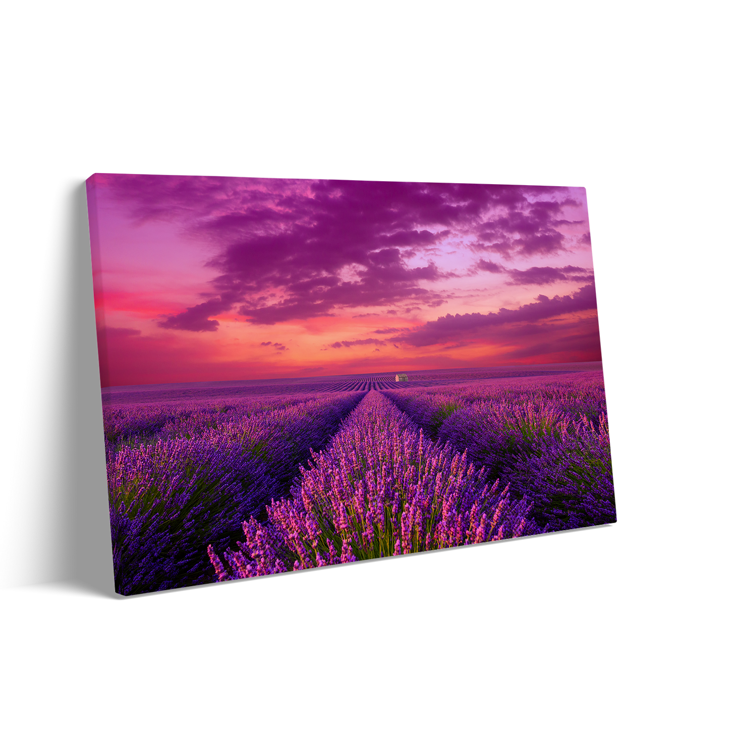 LAVENDER 3