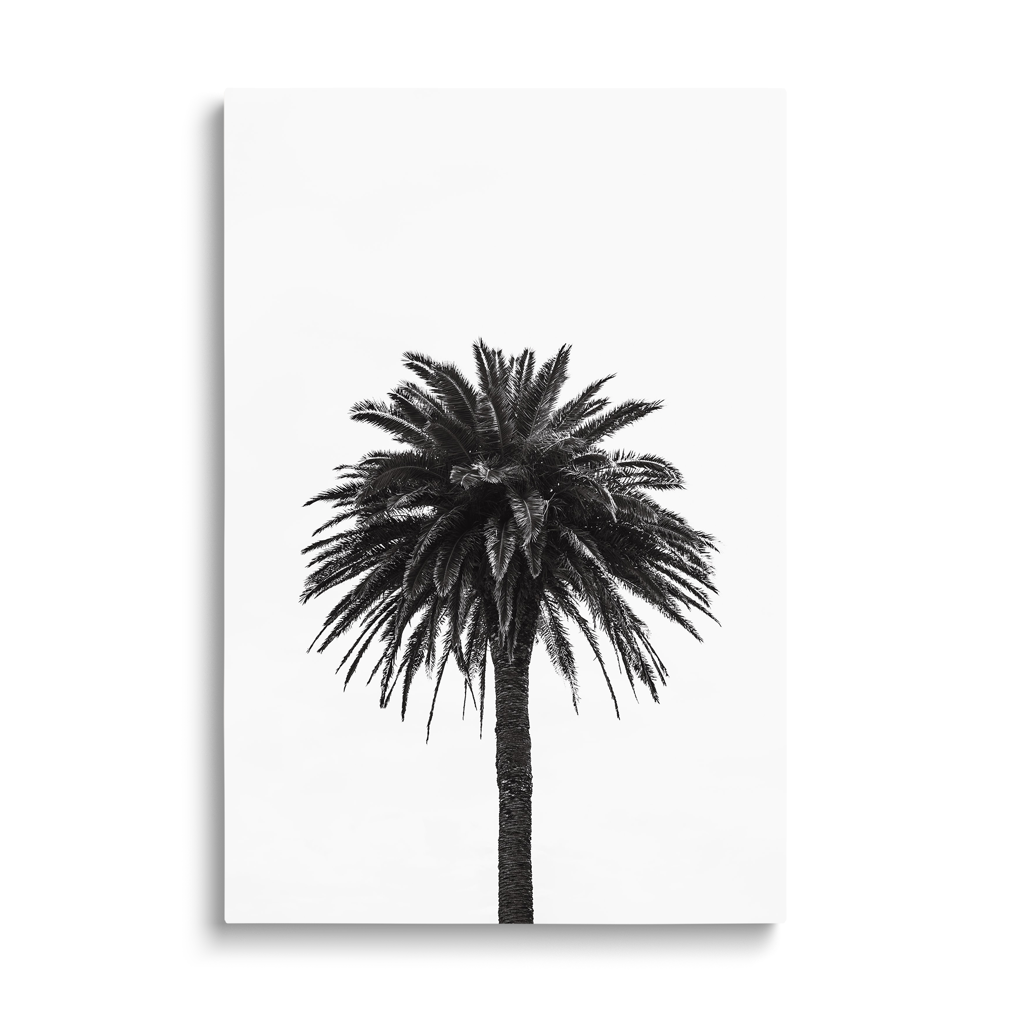 PALM