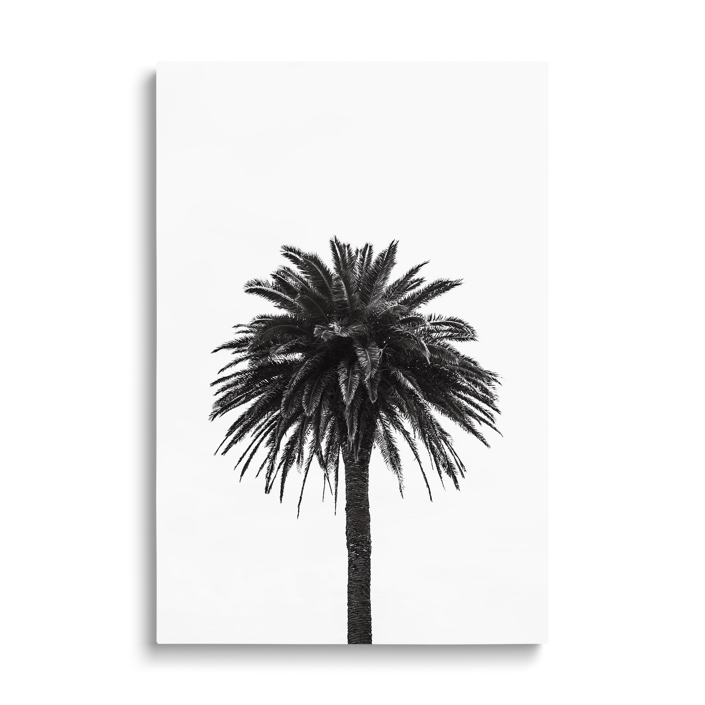 PALM