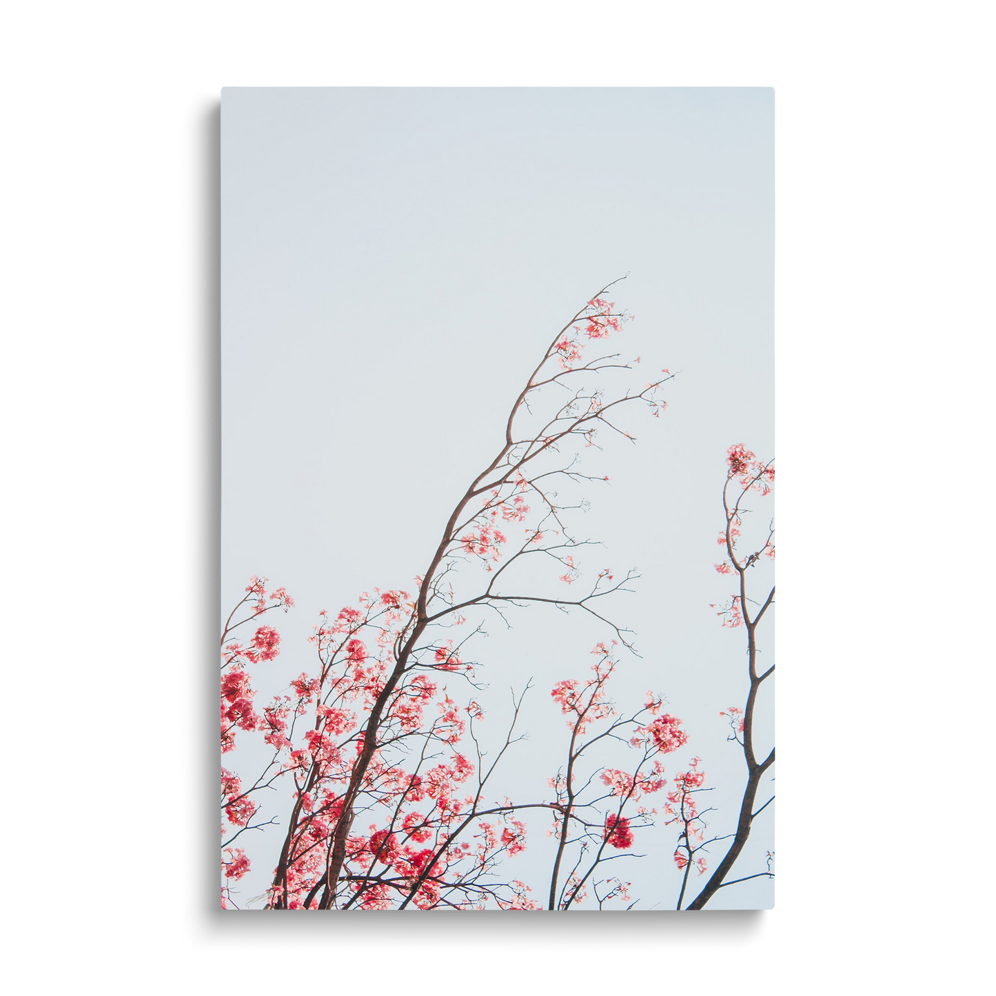 BRANCHES