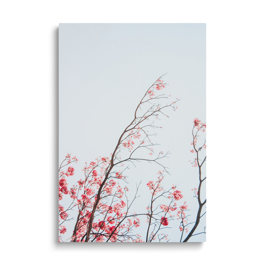 BRANCHES