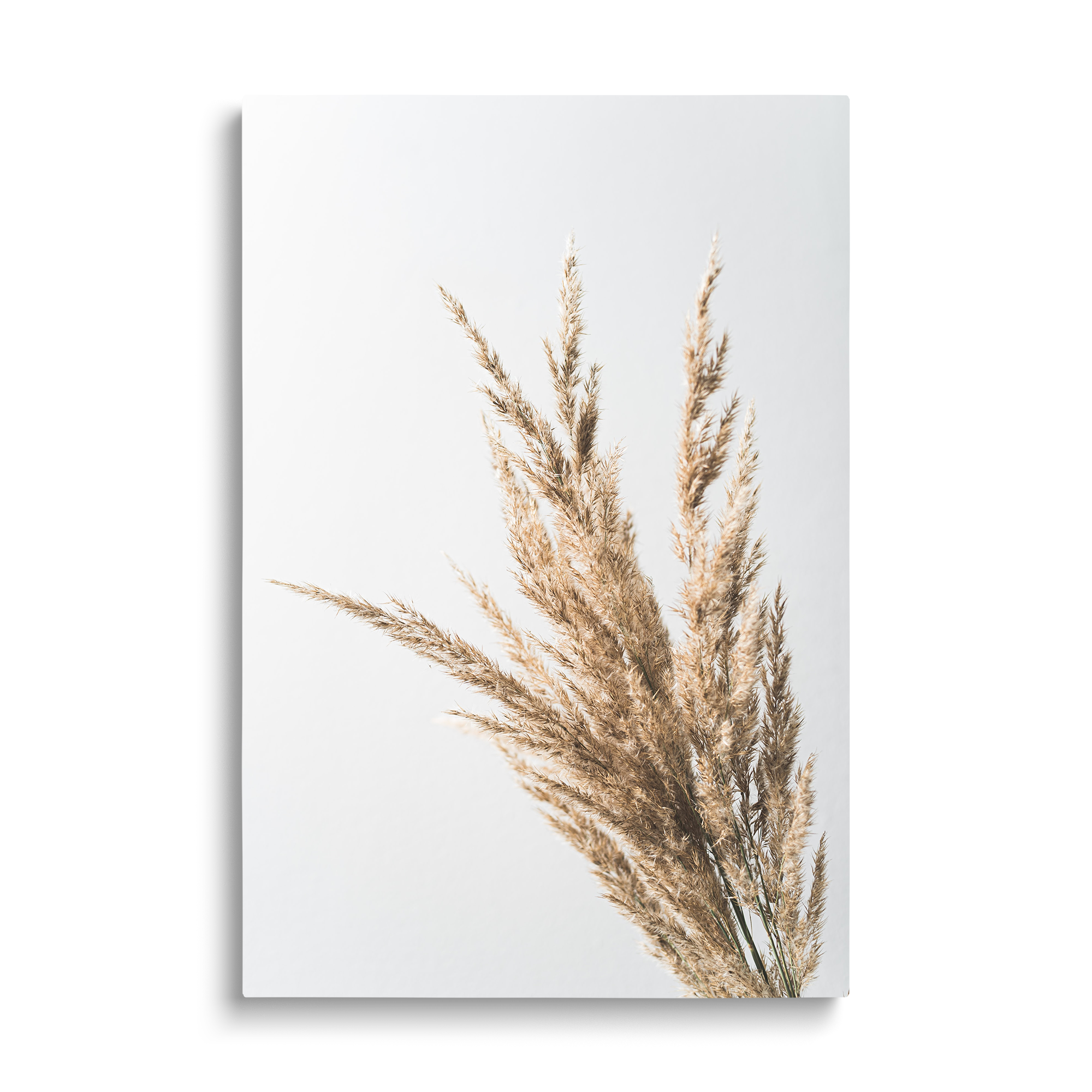 WHEAT 2