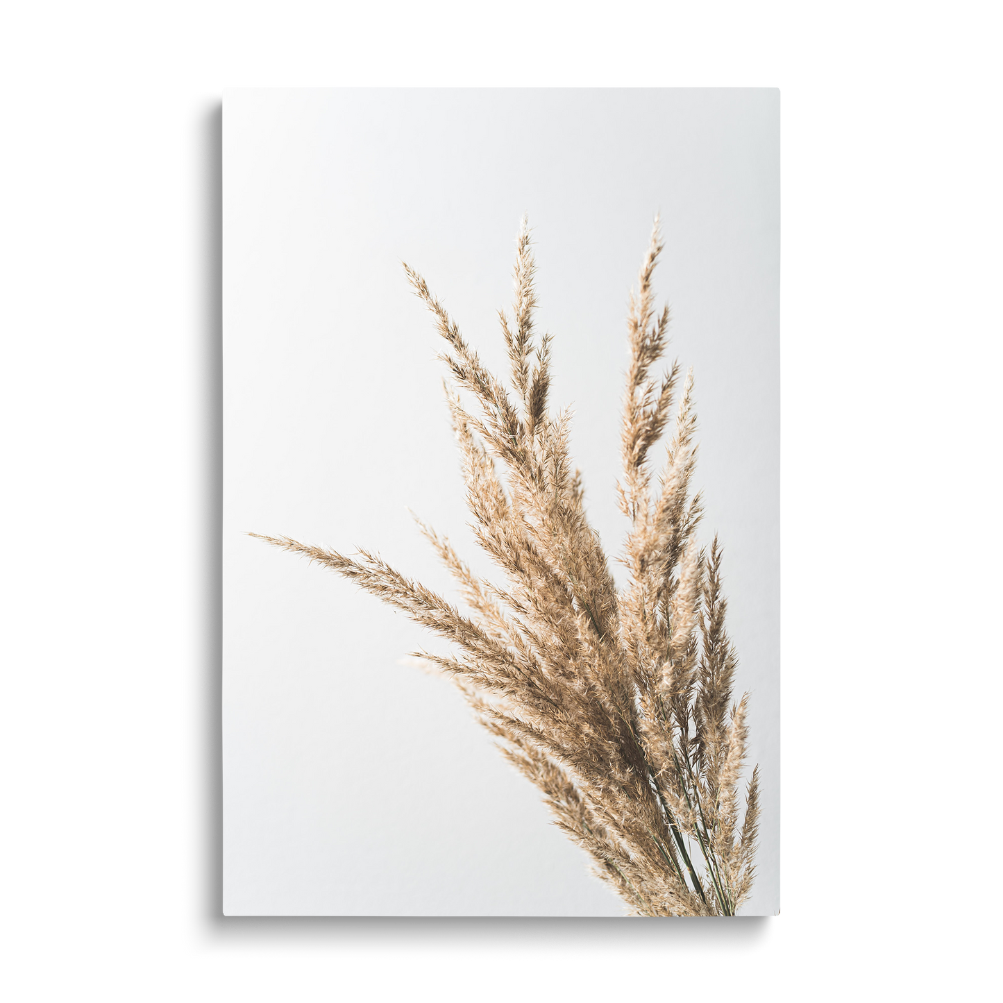 WHEAT 2