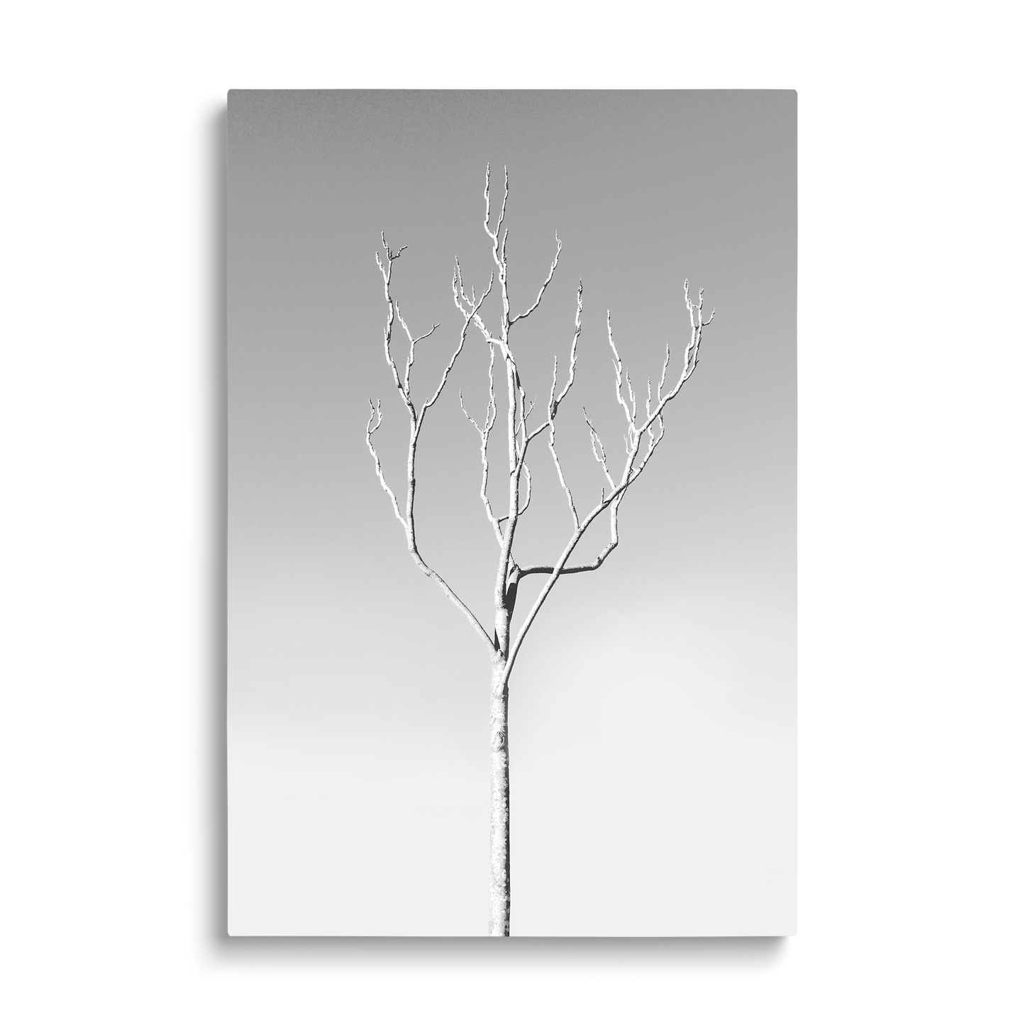 WHITE TREE