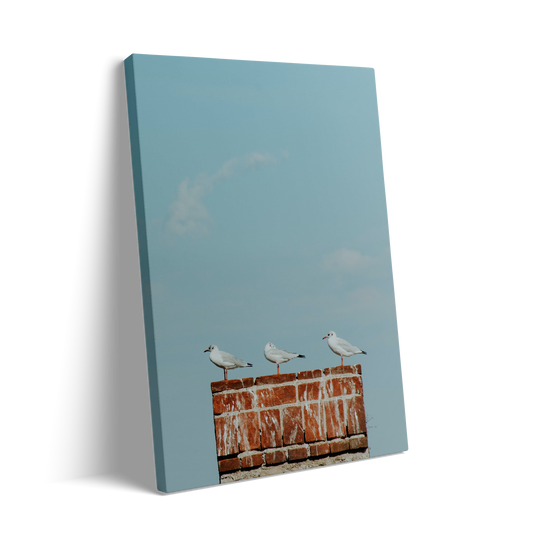 SEAGULS