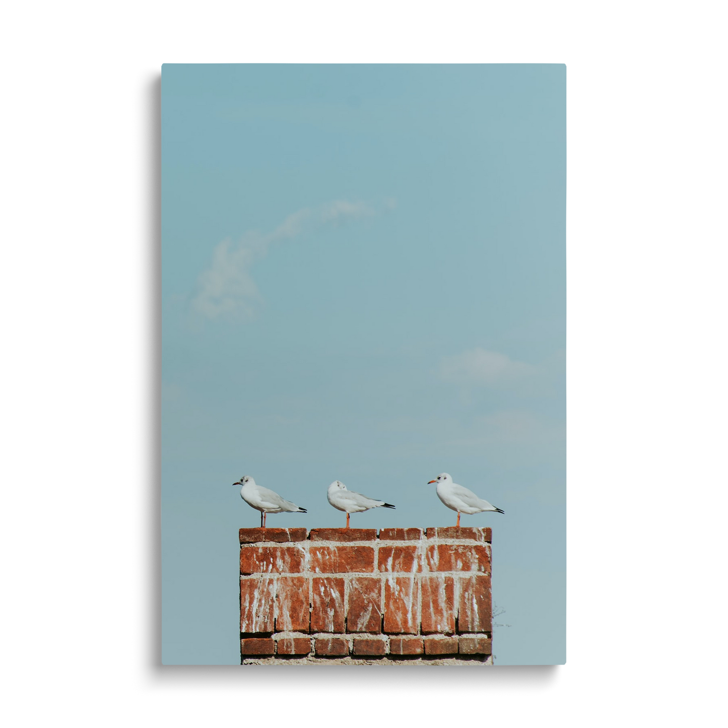 SEAGULS