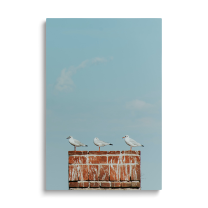SEAGULS