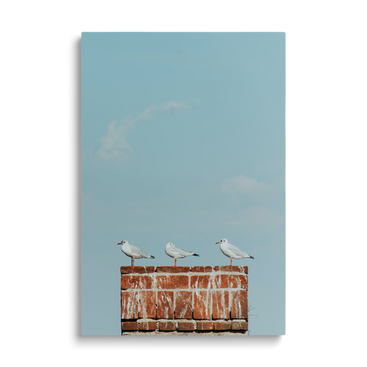SEAGULS