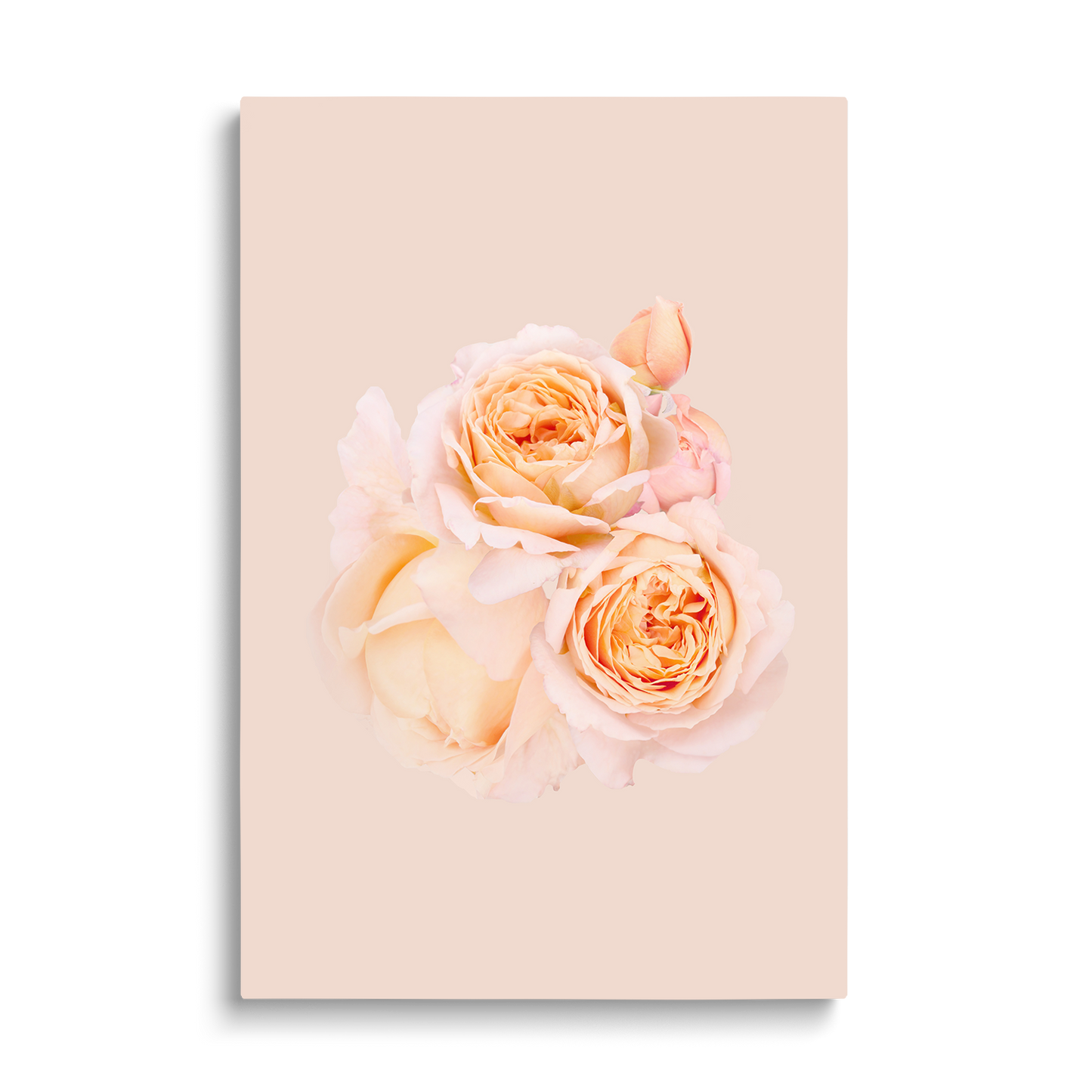 2 ROSES
