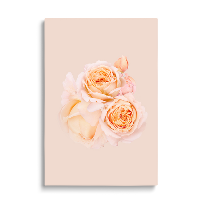 2 ROSES