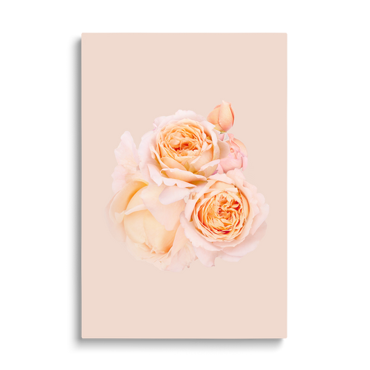 2 ROSES