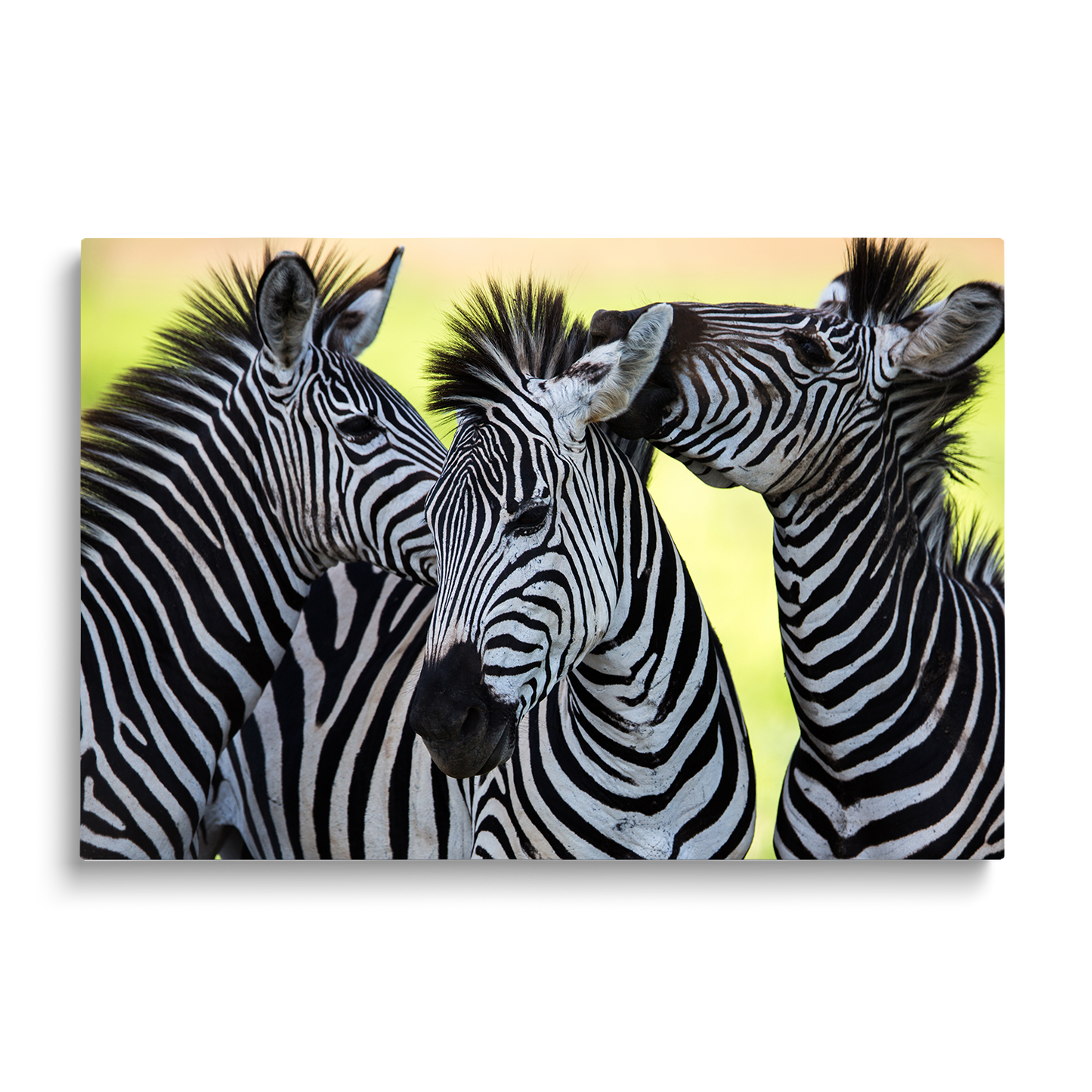 ZEBRAS