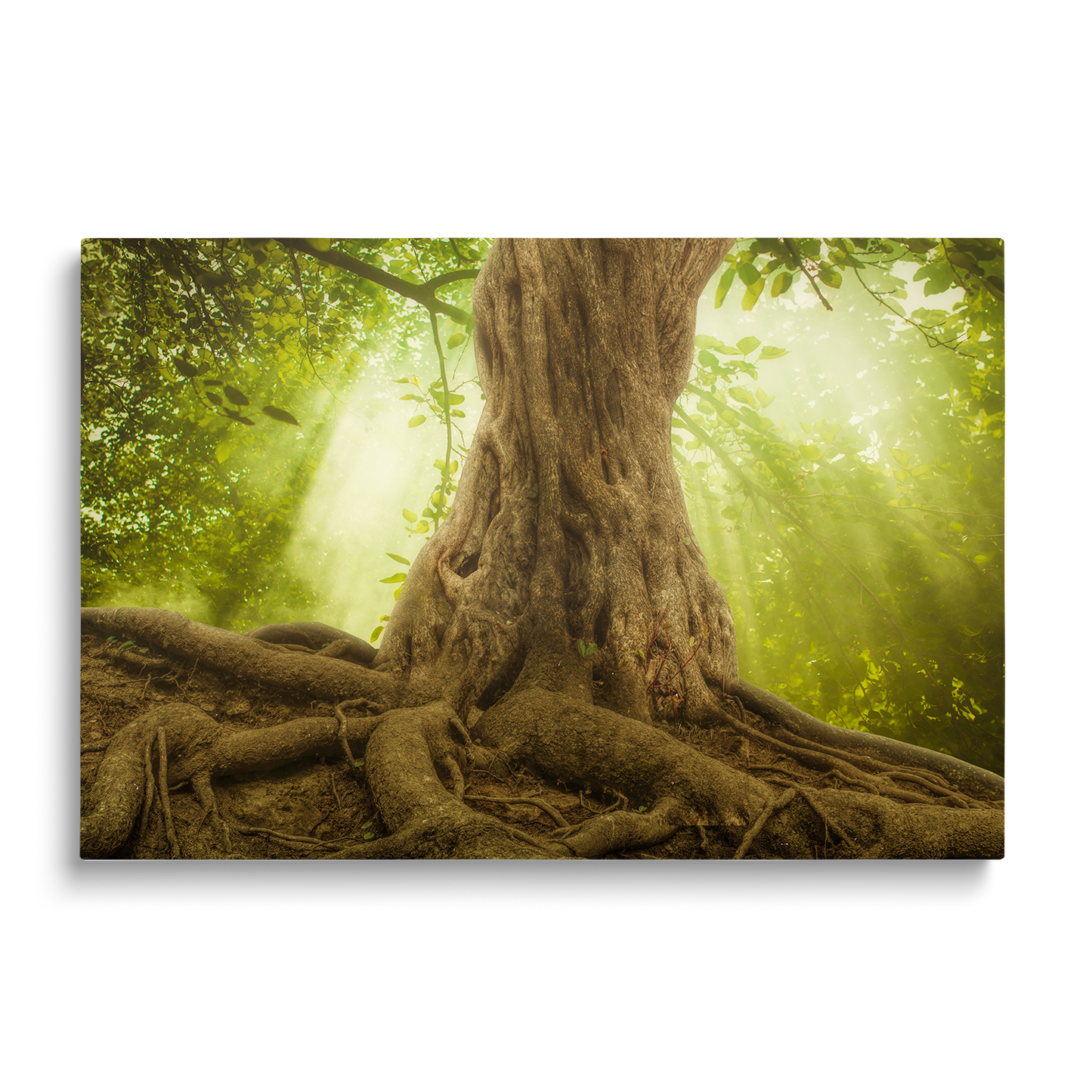 ROOTS