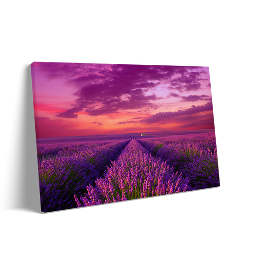 LAVENDER 3