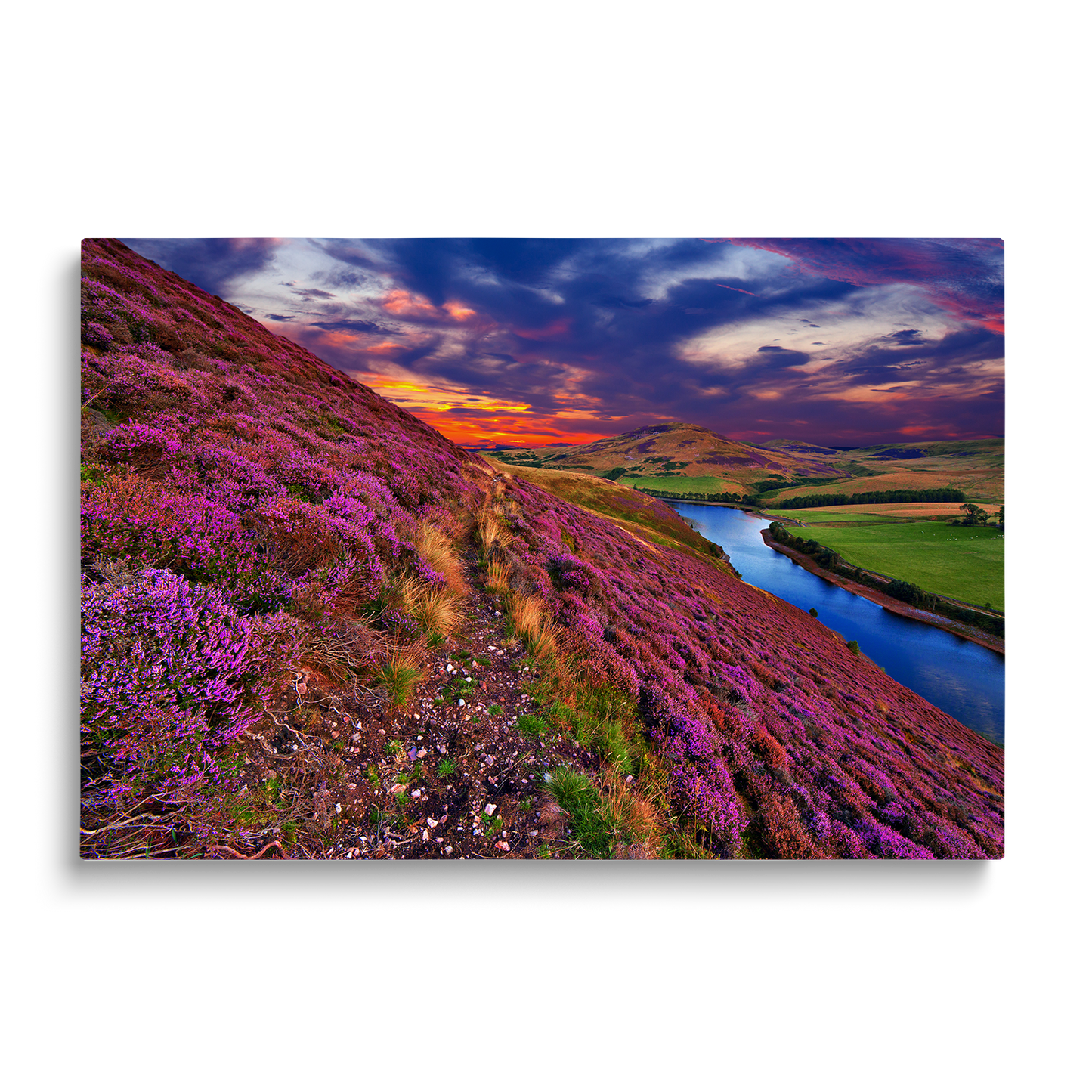 LAVENDER 5