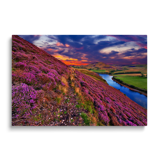 LAVENDER 5