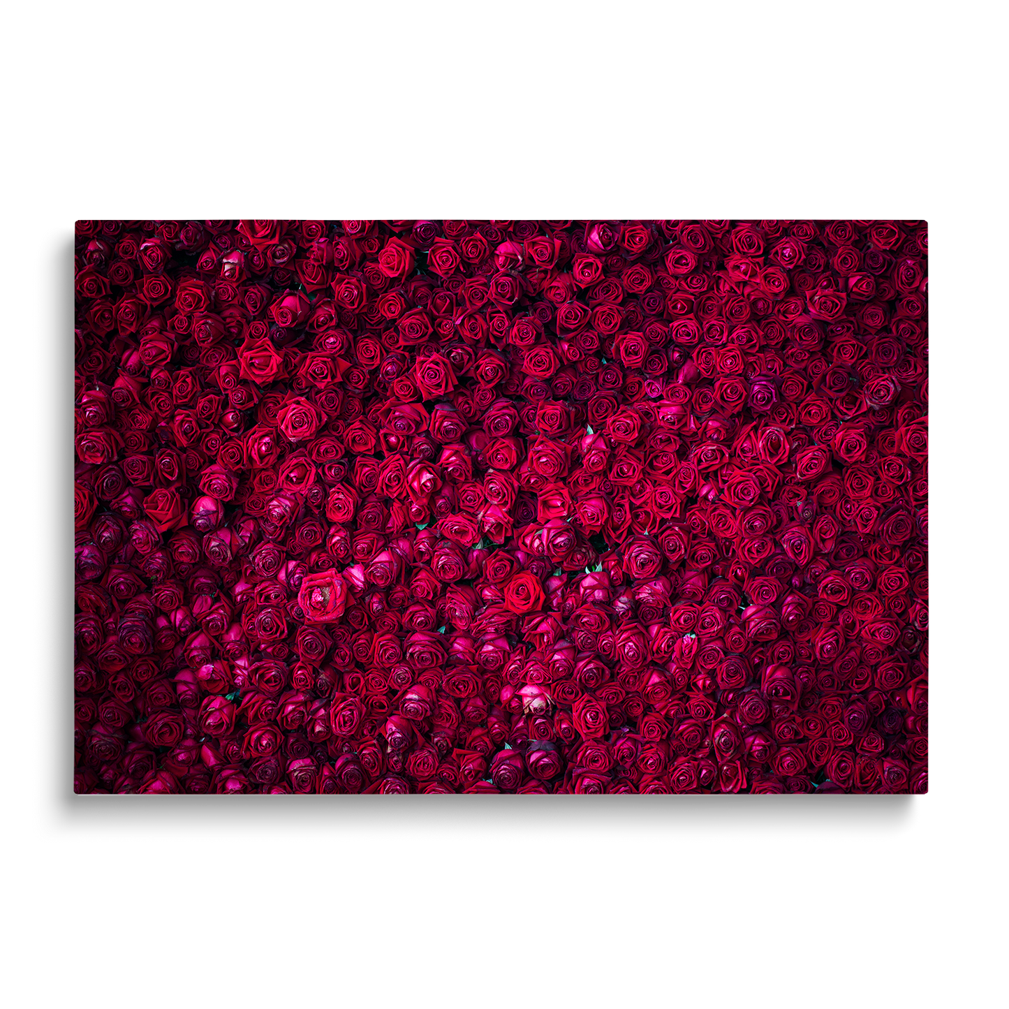 RED ROSES