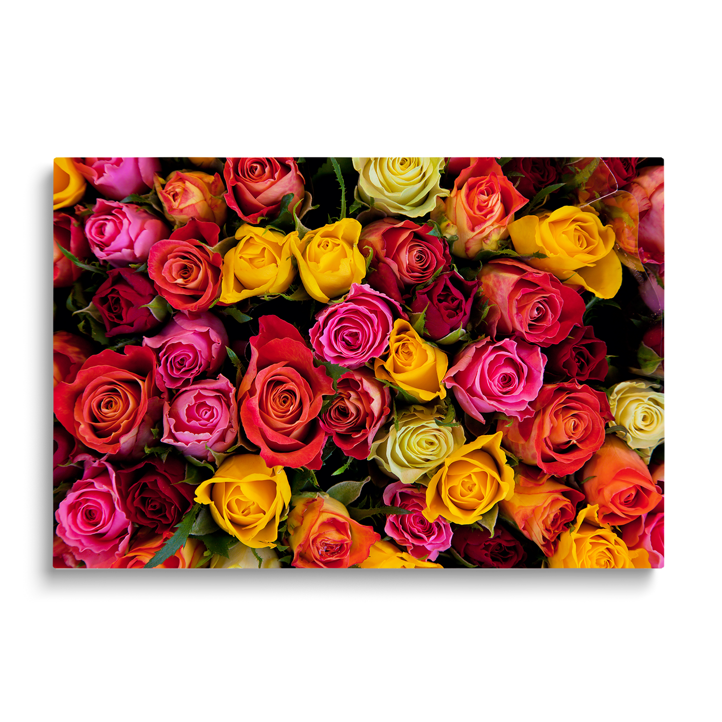 ROSES