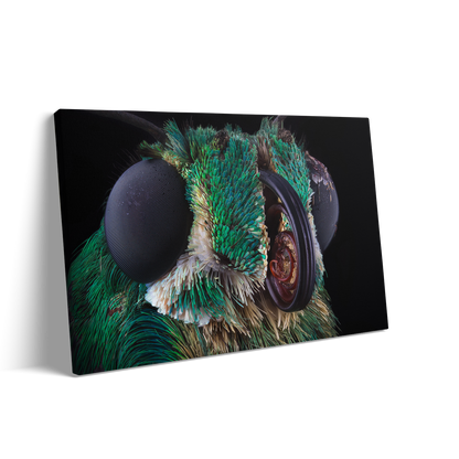 THE FLY