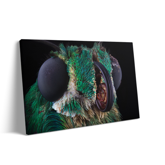 THE FLY