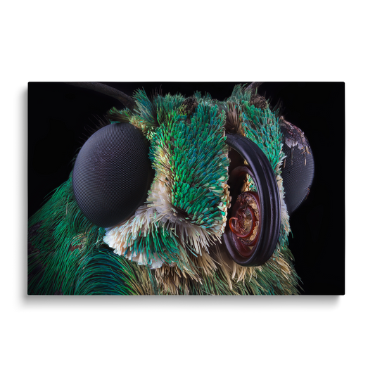 THE FLY